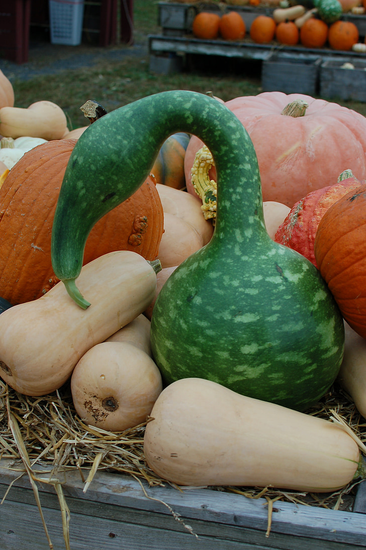 kalebass, Squash, pumpor, oktober, Halloween, skörd, vegetabiliska