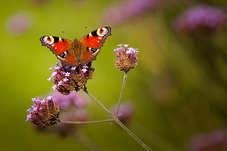 mariposa, néctar de, insectos, naturaleza, Close-up, verano, planta