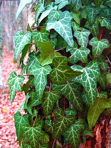 ivy, foliage, forest, wrapped up tree, creep, creeper, entwined