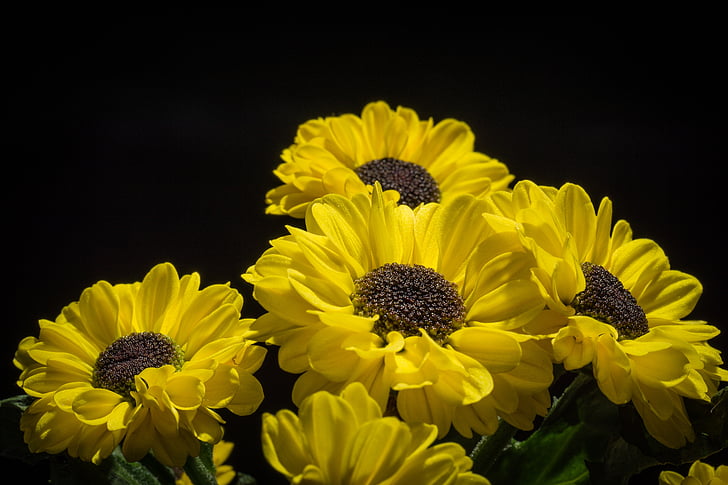 květ, květ, Bloom, Příroda, závod, Zavřít, žlutý květ
