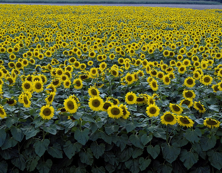 bunga matahari, bidang, kuning, bunga, mekar, Blossom, kelopak bunga