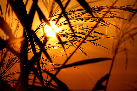 grass, grasses, back light, sunrise, sunset, romance, nature