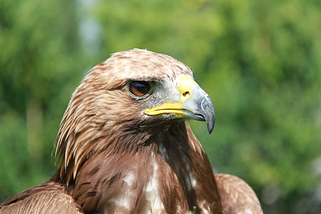 Adler, Raptor, uccello della preda, uccello, natura, testa, uccelli