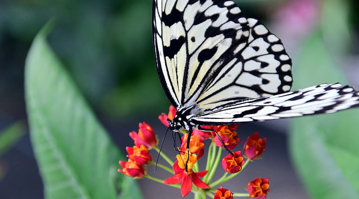 baumnymphe blanco, idea leukonoe, mariposa, Blanco, blanco y negro, insectos, ala