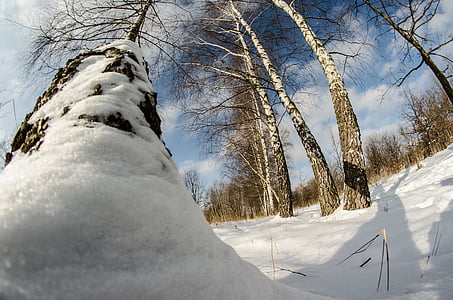 invierno, nieve, árbol, naturaleza, abedul