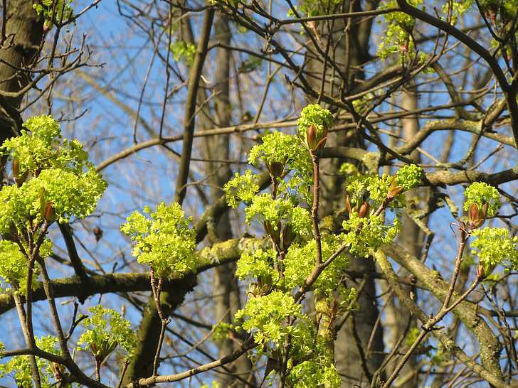 Acer platanoides, auró de Noruega, arbre, inflorescència, flora, flor, planta