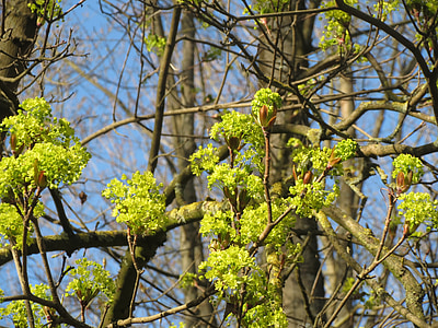 Acer platanoides, Νορβηγία maple, δέντρο, ταξιανθία, χλωρίδα, άνθος, φυτό