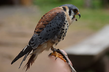 bird, american kestrel, falconry, ruhla, raptor, falcon, bird of prey