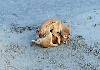 puppy, beach, sand, playing, pet, dog, animal
