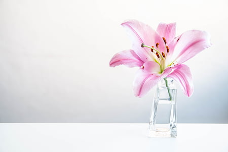 flowers, purple, lily, flower, vase, drinking glass, pink color