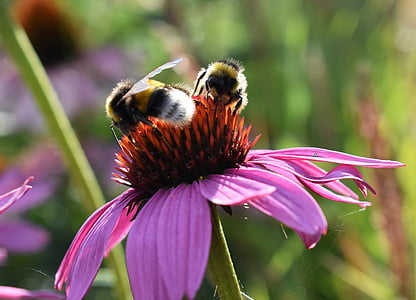 flower, pink, bumblebees, summer, echinacea purpurea, purple coneflower, close