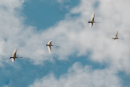 low, angle, photo, four, white, birds, flying