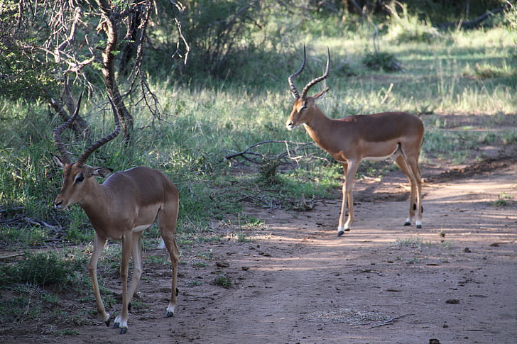 mężczyzna impala, Pilanesberg, Safari, zwierząt, odkryty, Bush, Afryka