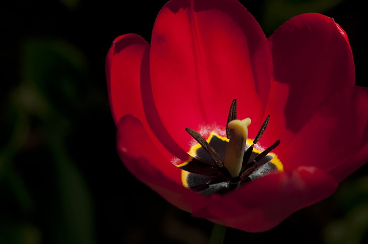 Tulipan, cvetlični, rastlin, naravne, cvet, cvet, Latica
