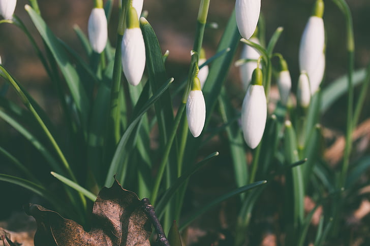 Bloom, květ, Flora, květiny, Příroda, závod