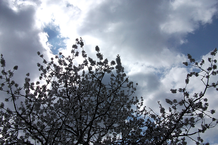Primavera, céu, azul, natureza, nuvens, árvore, flor