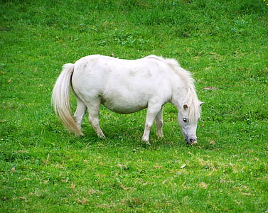 white pony, white horse, hoofed animals