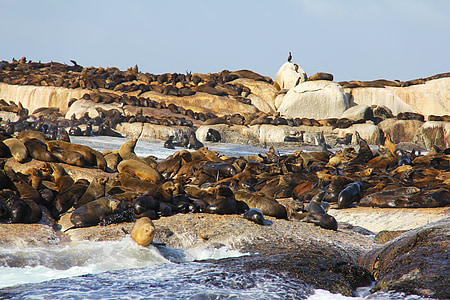 Seal, ön, tusentals, sälar, Rocks, Fantastiska, spännande