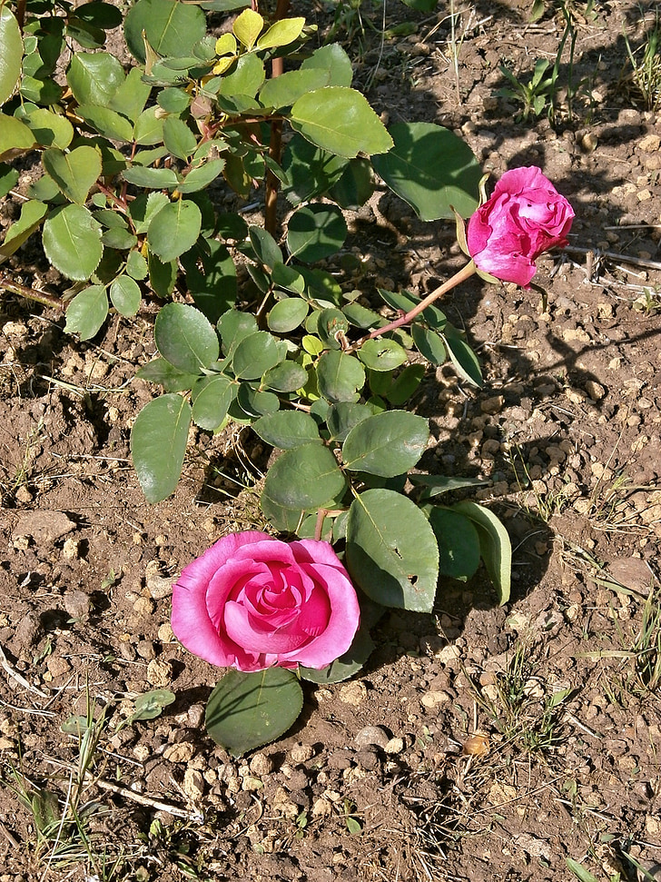rose, pink flower, rose garden