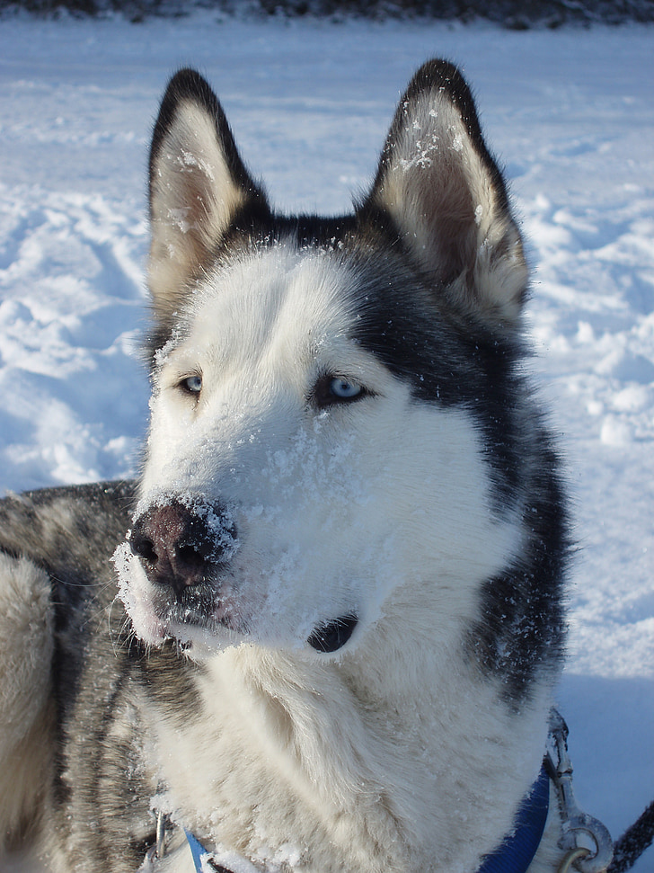 aizsmakusi, ragavas suns, suns, sniega suņu, zilo acu, balta, Siberian husky