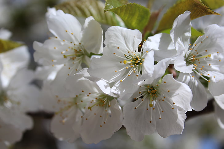 fleur, printemps, cerise, blanc, branche florifère, floraison, arbre fruitier