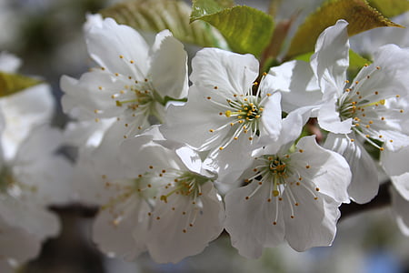 цвете, Пролет, Чери, бяло, цъфтежа клон, цъфтеж, плодно дърво