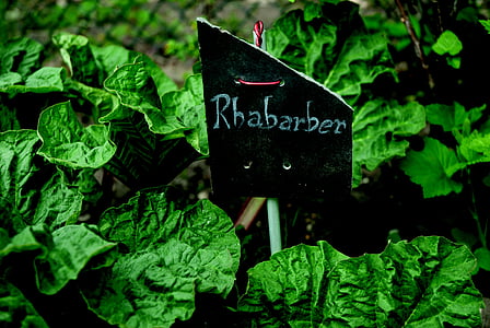 rhubarb, spring, green, plant, leaf, shield, handwriting