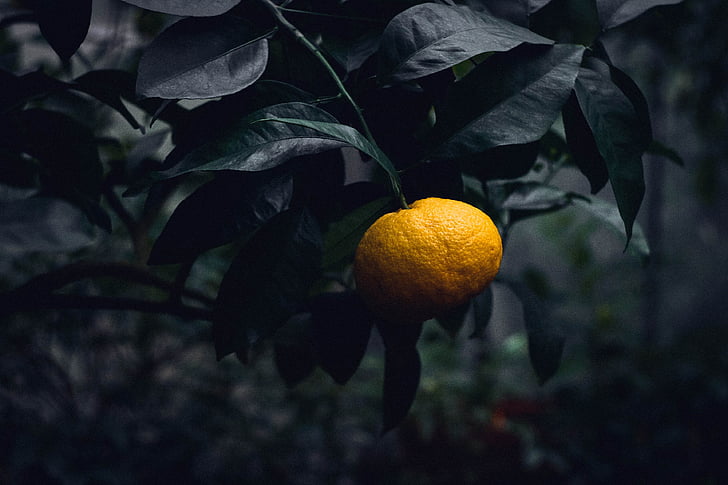 citrusinių vaisių, Bušas, augalų, sodas, vaisių, Gamta, dekoratyvinių augalų