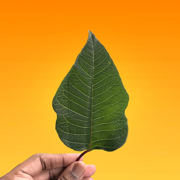 leaf, nature, hand, plant