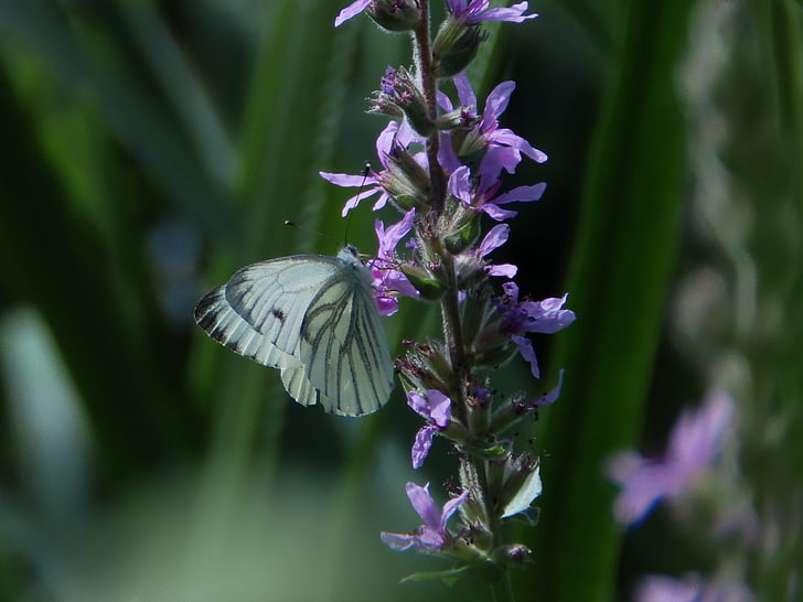 butterfly, nature, summer