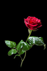 τριαντάφυλλο, λουλούδι, άνθος, άνθιση, κόκκινο, αυξήθηκε ανθίζουν, το καλοκαίρι