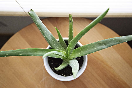 Aloe vera, close-up, vaso de flor, planta, suculentas, tabela, espinhos