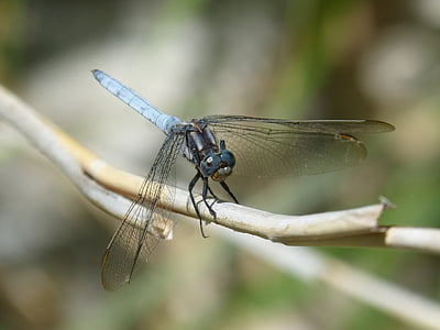 blue dragonfly, winged insect, orthetrum brunneum, branch, wetland, parot pruïnos, dragonfly
