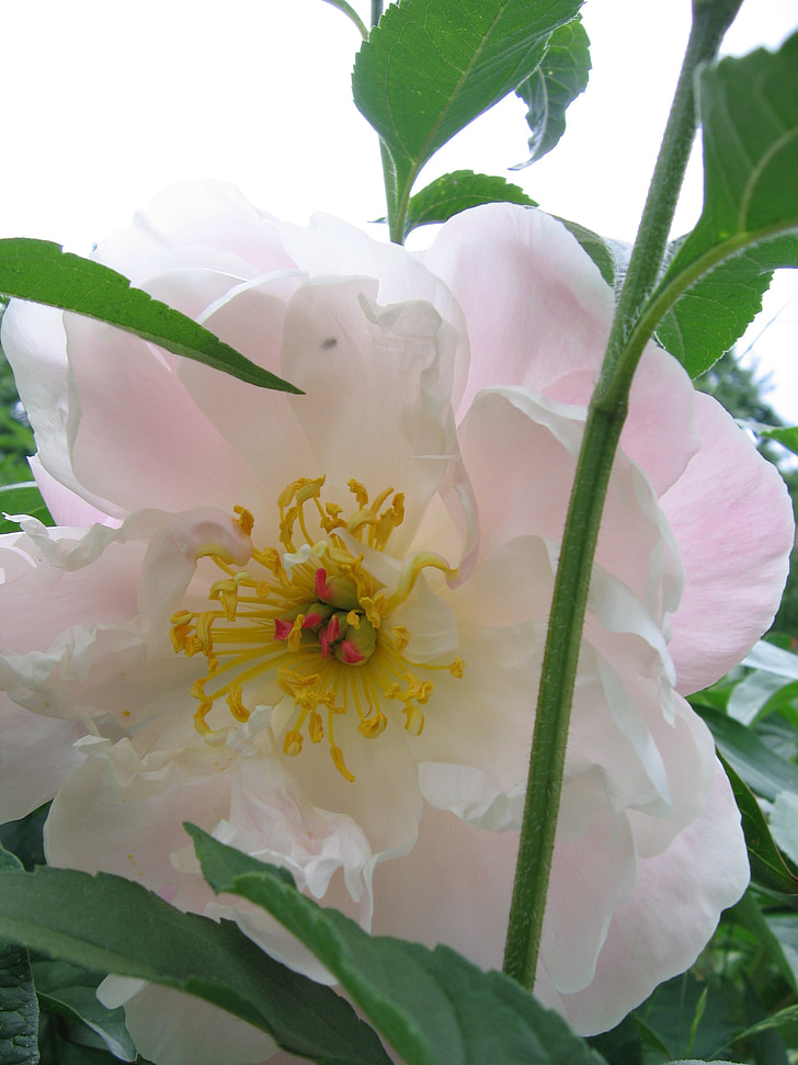 bazsarózsa, fehér rózsaszín, Blossom, Bloom, virág, szépség, természet