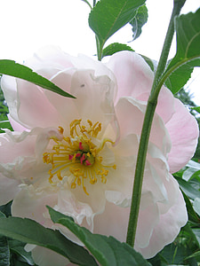 Παιώνια, λευκό ροζ, άνθος, άνθιση, λουλούδι, ομορφιά, φύση