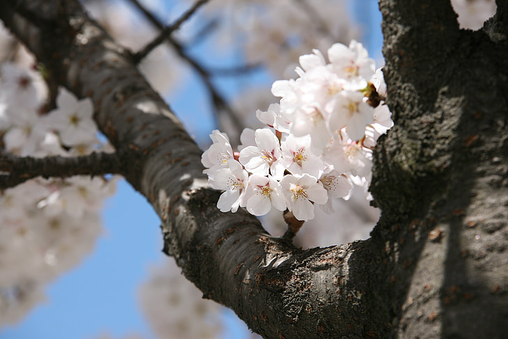 češnjev cvet, aprila, pomlad, cvetje, narave, rastline, Pomladnega cvetja