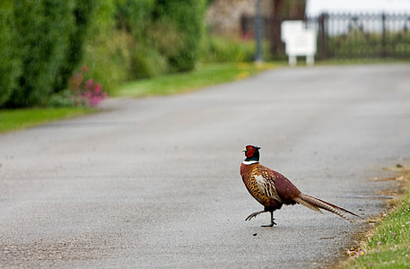 bird, pheasant, beautiful, nature, funny, road, crossing