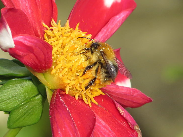 flower, with, bee, pollination, insect, summer