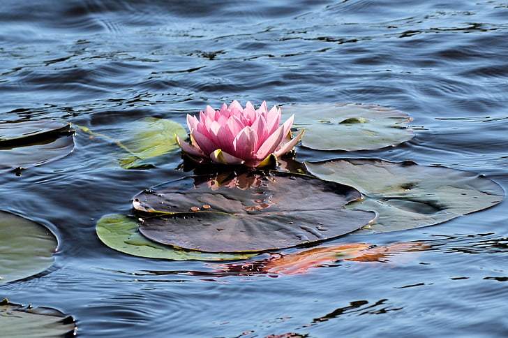 water lily, bloem, water, roze, plant, water plant, blad
