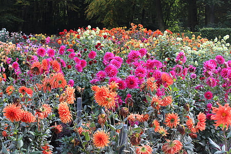 bloem bed, dahlia 's, kleurrijke, herfst bloemen