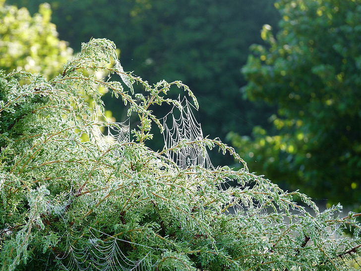 teia de aranha, zimbro, manhã, gotas, natureza, do Aranha, Ilha de Saaremaa