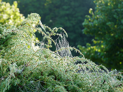 tela de araña, enebro, Mañana, gotas, naturaleza, de araña, Isla de Saaremaa