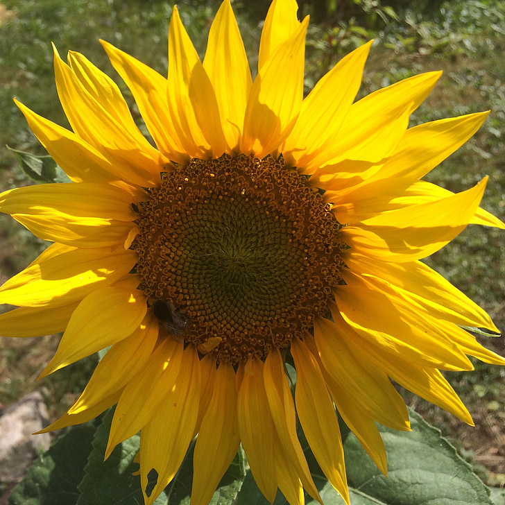 sunflower, flower, orange, nature, yellow, agriculture, summer