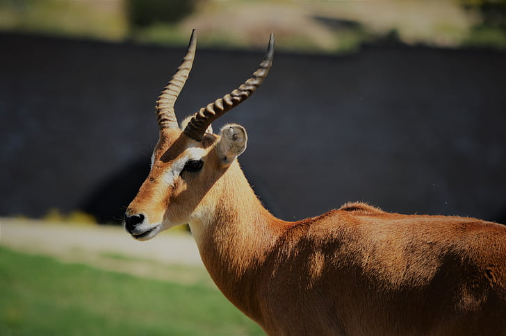 Safari park, San diego, tramvaj, volně žijící zvířata, Příroda, zvíře, savec
