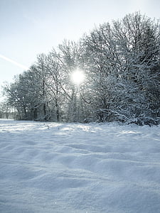 зимни, сняг, дървета, пейзаж, студено, зимни, скреж