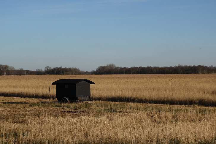 landscape, the wieden, the weerribben, reed, black shack, mini house