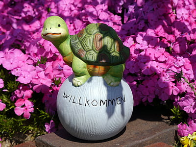 welcome, turtle, flowers, nature, animals