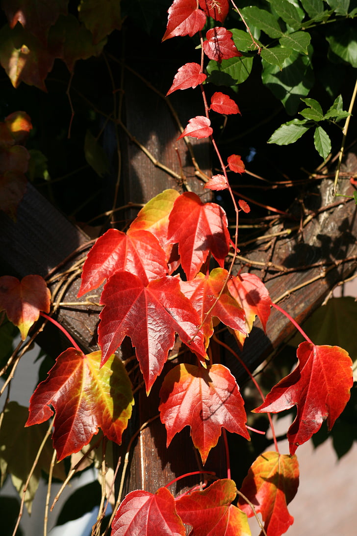 葡萄树, 红色, 黄色, 秋天, 叶子, 绿色, 金色的秋天
