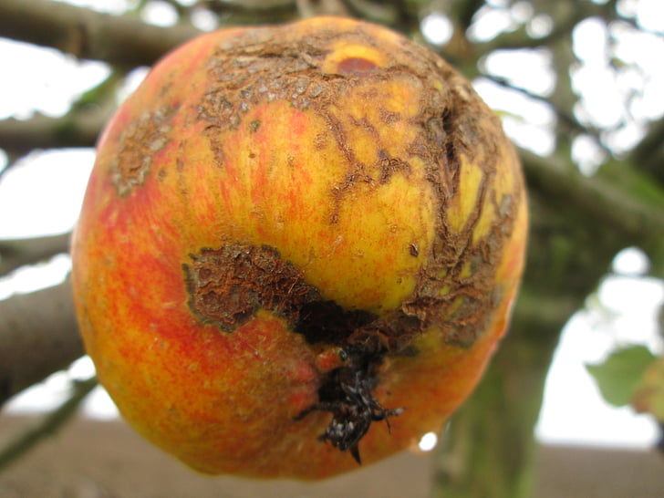 Apple, natur, efterår, gamle