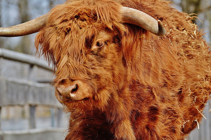 bull, beef, horns, farm, animal, wildlife photography, animal world